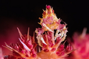 Soft coral crab. by Mehmet Salih Bilal 